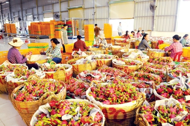 Hiện rau quả đang là những mặt hàng có giá trị kim ngạch tăng cao nhất so với cùng kì năm 2016. Ảnh: I.T